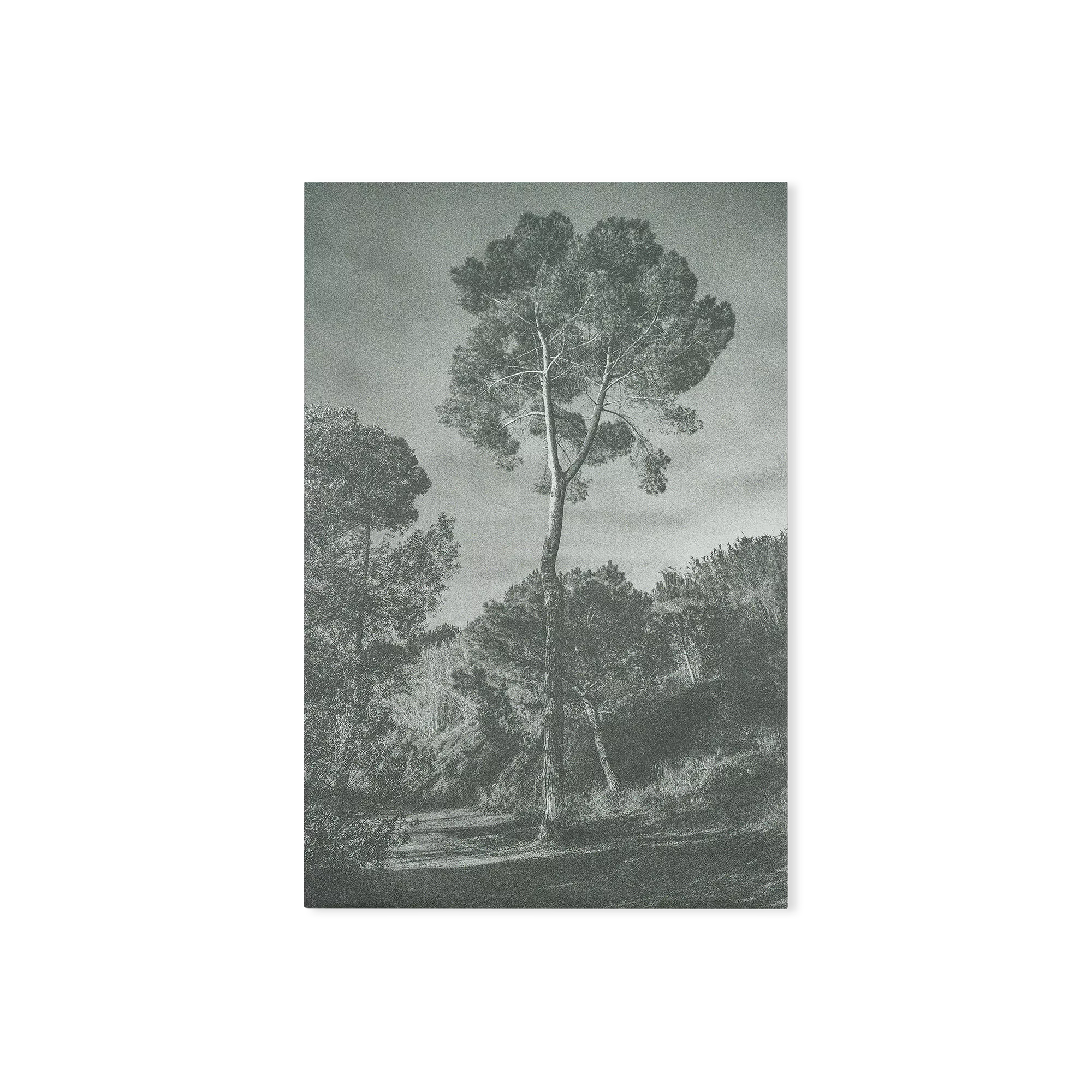 Arbores painting
