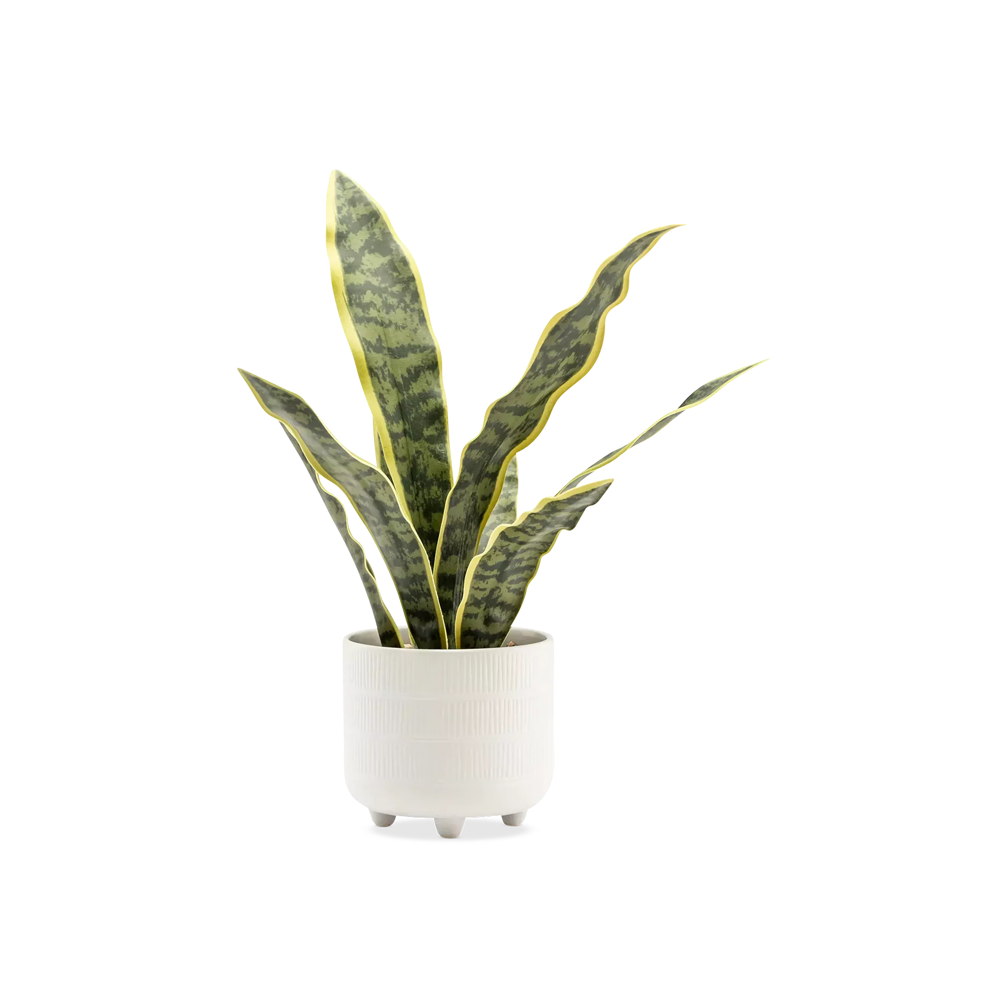 Riviera Snake Plant
