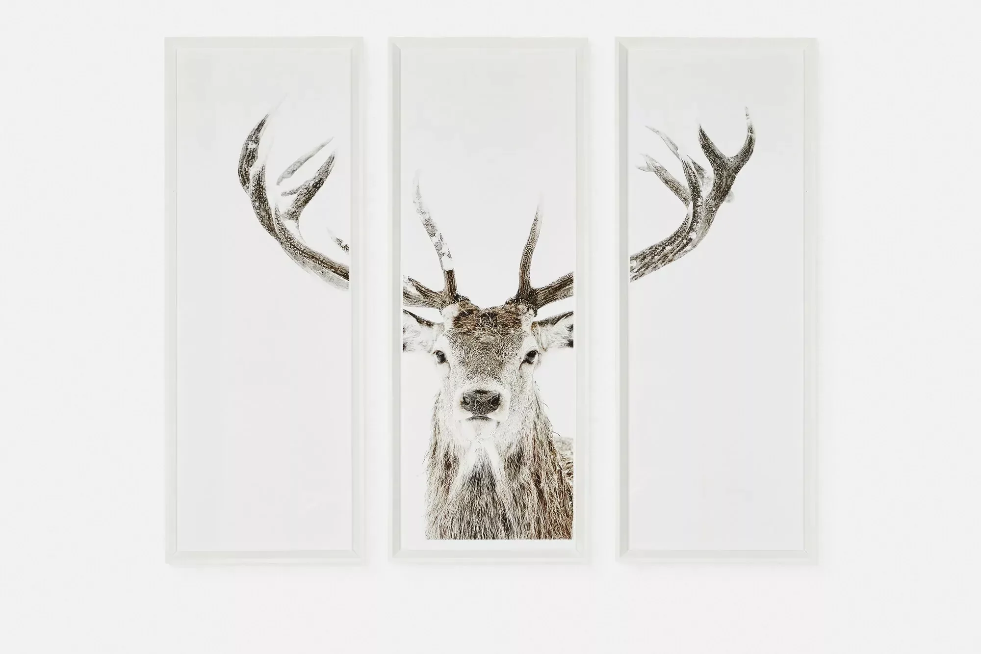 Stag - Set of Three Printed Frames