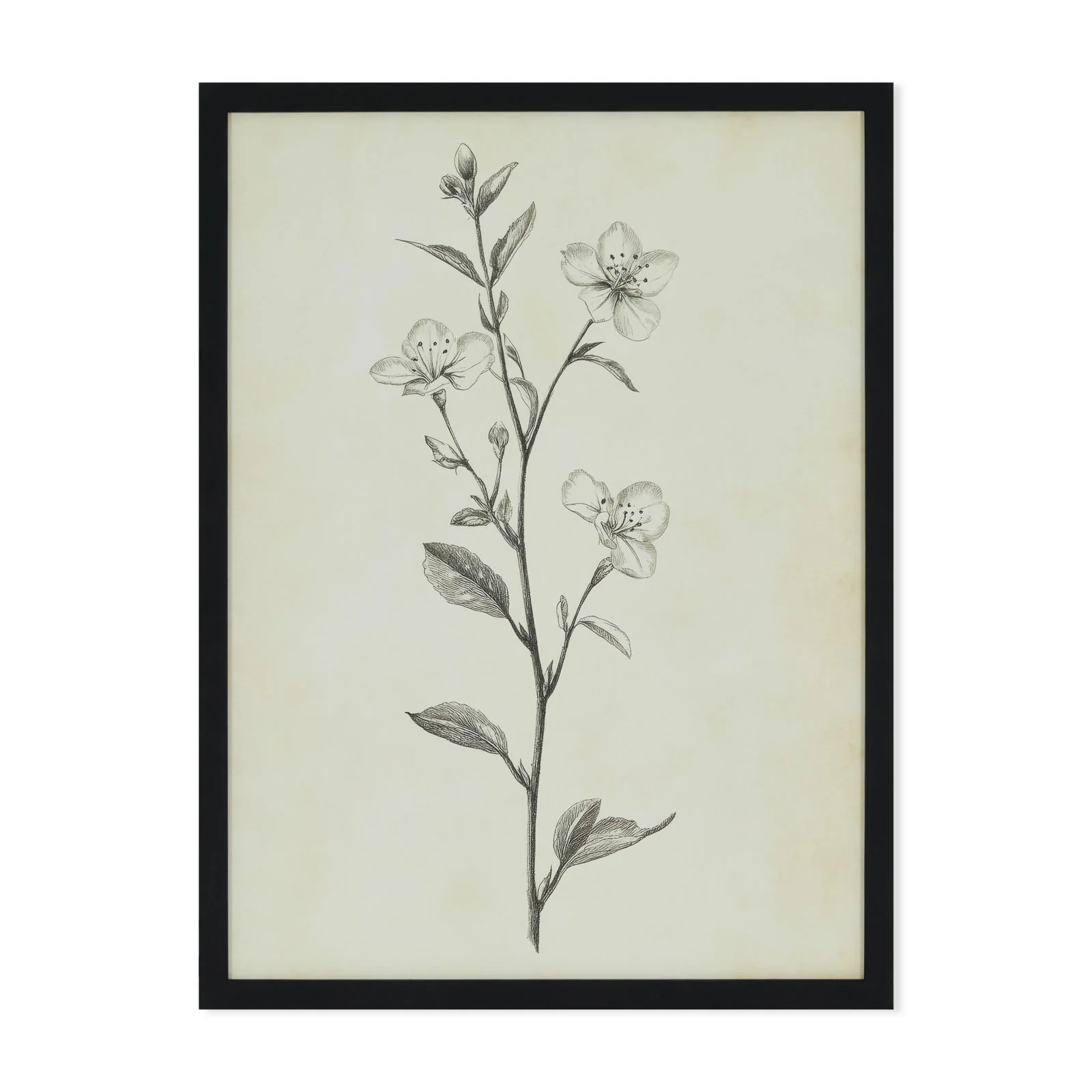 Timeless Blossom - print with black frame
